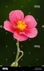 Attēlu rezultāti vaicājumam “Helianthemum x hybridum flower”