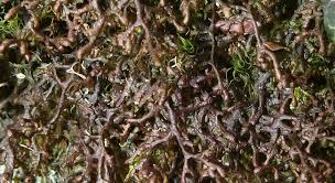 Attēlu rezultāti vaicājumam “Frullania tamarisci macro”