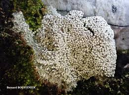 Attēlu rezultāti vaicājumam “Pertusaria amara”