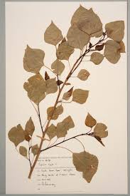 Attēlu rezultāti vaicājumam “Populus nigra leaf”