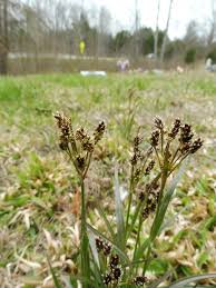 Attēlu rezultāti vaicājumam “Luzula multiflora”