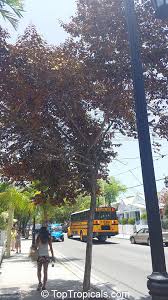 Attēlu rezultāti vaicājumam “Campylium chrysophyllum”