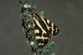 Attēlu rezultāti vaicājumam “Parasemia plantaginis”