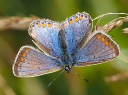 Attēlu rezultāti vaicājumam “Polyommatus icarus female”
