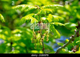 Attēlu rezultāti vaicājumam “Quercus robur male flower”