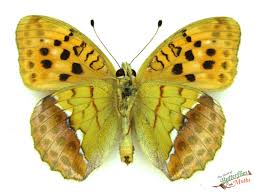 Attēlu rezultāti vaicājumam “Argynnis laodice male”
