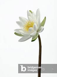 Attēlu rezultāti vaicājumam “Nymphaea alba”