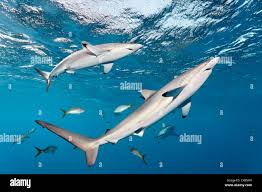 Image result for Carcharhinus falciformis
