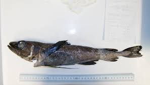 Image result for Arctogadus glacialis