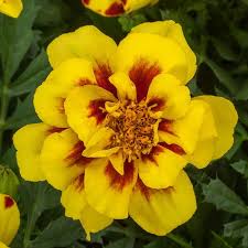 Image result for Tagetes patula