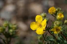 Attēlu rezultāti vaicājumam “Potentilla erecta flower”