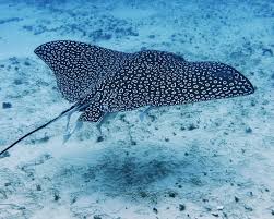 Resultado de imagen para cozumel dive