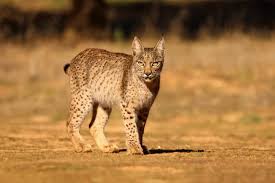 Image result for Lancashire Lynx