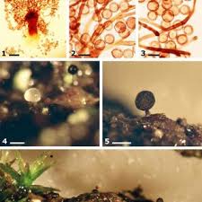 Attēlu rezultāti vaicājumam “Arcyria affinis young”