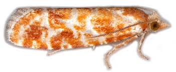 Attēlu rezultāti vaicājumam “Rhyacionia pinicolana”