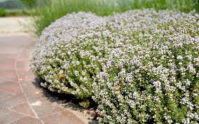 Image result for Thymian