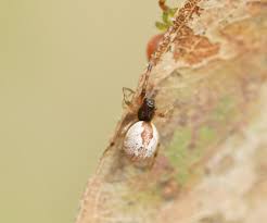 Attēlu rezultāti vaicājumam “Theridiidae”