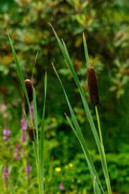Attēlu rezultāti vaicājumam “Typhaceae”