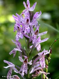Attēlu rezultāti vaicājumam “Dactylorhiza traunsteineri”