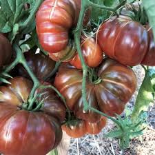 Afbeeldingsresultaat voor purple calabash tomato
