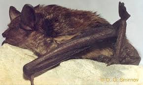 Attēlu rezultāti vaicājumam “Eptesicus serotinus”