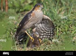 Attēlu rezultāti vaicājumam “Accipiter nisus female”
