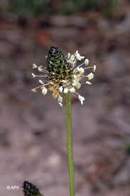 Attēlu rezultāti vaicājumam “Plantago lanceolata bud”