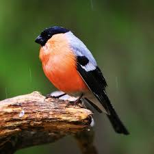 Attēlu rezultāti vaicājumam “Pyrrhula pyrrhula male”