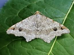 Attēlu rezultāti vaicājumam “Macaria alternata”