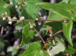 Attēlu rezultāti vaicājumam “Fallopia convolvulus fruit”