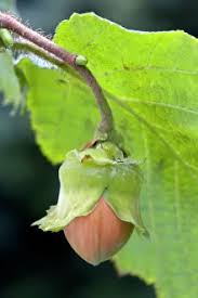Attēlu rezultāti vaicājumam “Corylus avellana fruit”