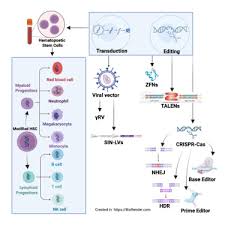 Image result for Meir Heath Cc