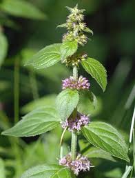 Attēlu rezultāti vaicājumam “Mentha x verticillata”