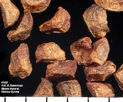 Attēlu rezultāti vaicājumam “Oenothera biennis fruit”