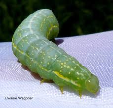 Attēlu rezultāti vaicājumam “Amphipyra”