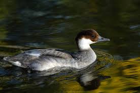 Attēlu rezultāti vaicājumam “Mergus albellus”