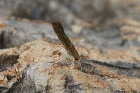 Attēlu rezultāti vaicājumam “Argyresthia goedartella”