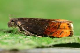 Attēlu rezultāti vaicājumam “Pammene rhediella”