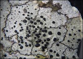 Attēlu rezultāti vaicājumam “Lecidella elaeochroma”