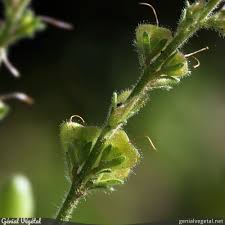 Attēlu rezultāti vaicājumam “Veronica officinalis fruit”