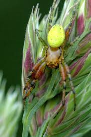 Attēlu rezultāti vaicājumam “Araniella”