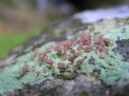 Attēlu rezultāti vaicājumam “Baeomyces rufus”