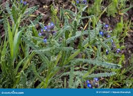 Attēlu rezultāti vaicājumam “Anchusa arvensis”