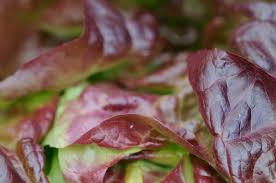 Image result for Pflücksalat