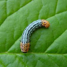 Attēlu rezultāti vaicājumam “Nematus salicis”