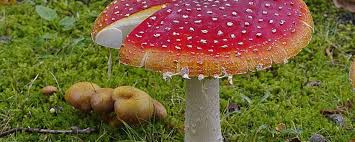 Image result for vliegenzwam