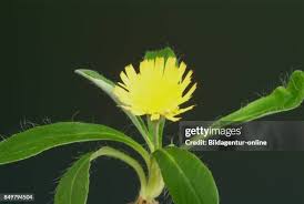 Image result for Hieracium pilosella