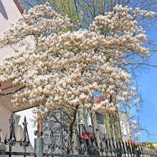 Attēlu rezultāti vaicājumam “Amelanchier canadensis”