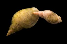 Attēlu rezultāti vaicājumam “Lymnaea stagnalis”