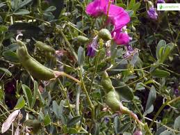 Attēlu rezultāti vaicājumam “Lathyrus tuberosus leaf”